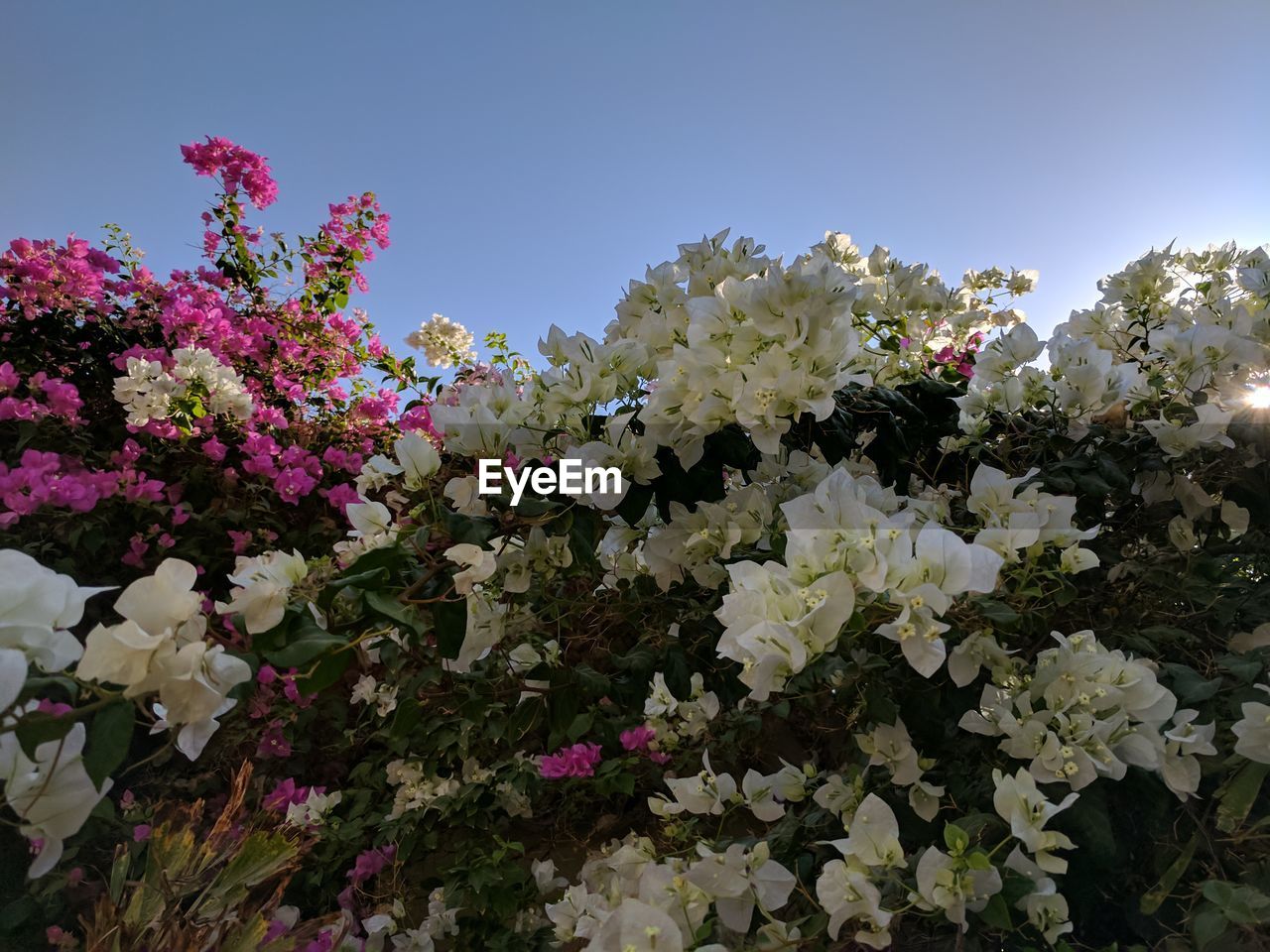 LOW ANGLE VIEW OF PINK FLOWERS ON TREE