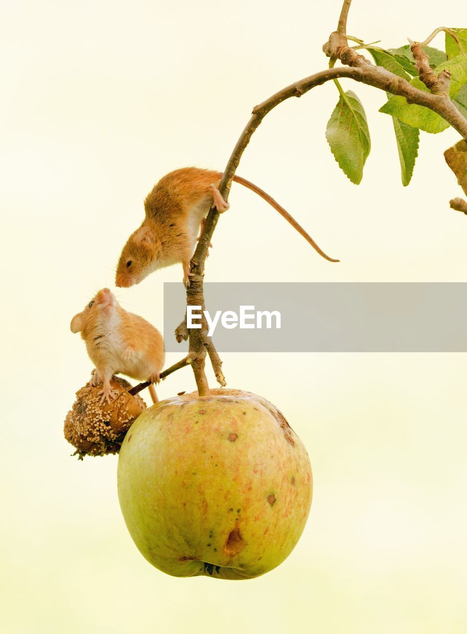 Close-up of mice hanging on apple tree against sky