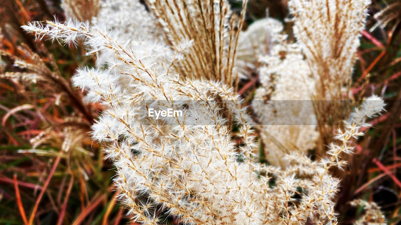 Close-up of dried plant on field