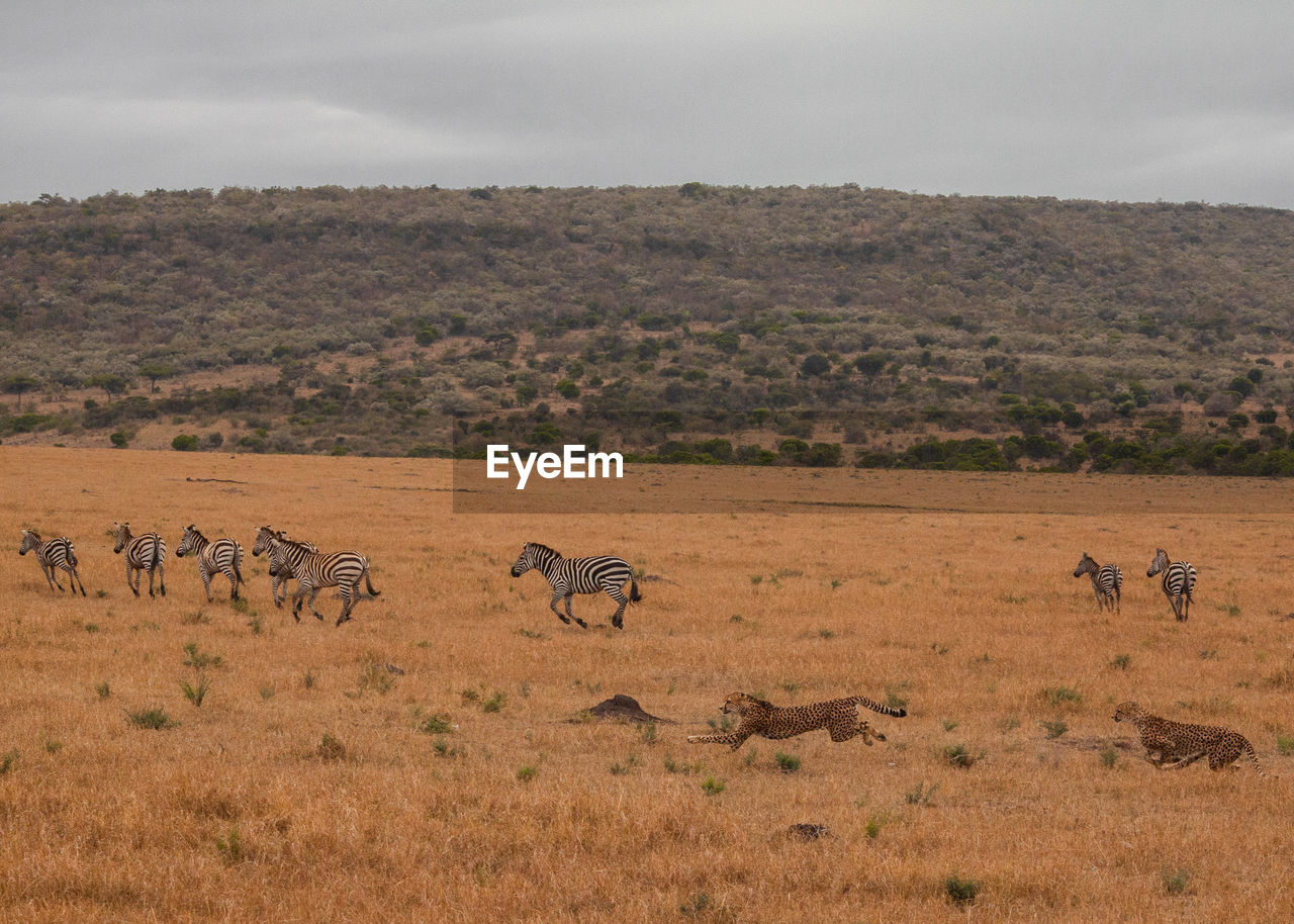 VIEW OF SHEEP ON FIELD