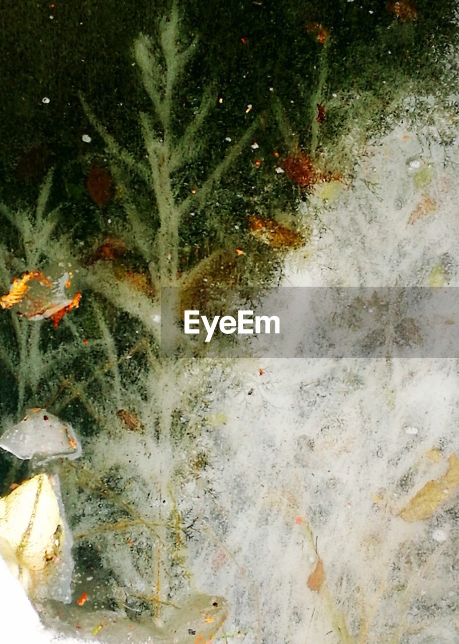 CLOSE-UP OF FISH UNDERWATER