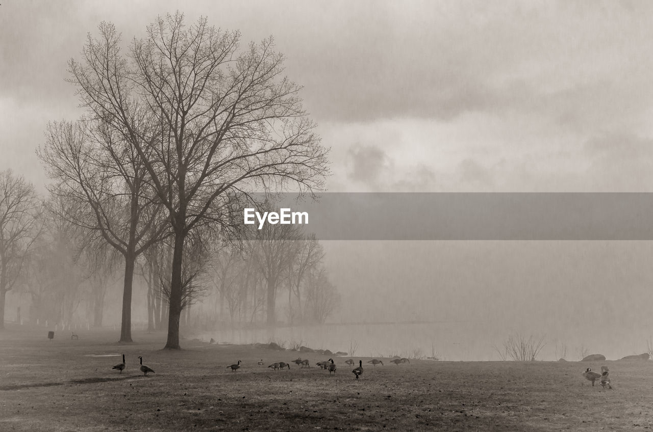 BARE TREE ON FIELD AGAINST SKY