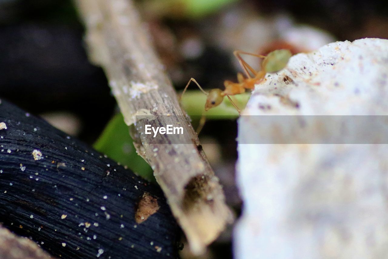 CLOSE-UP OF GRASSHOPPER