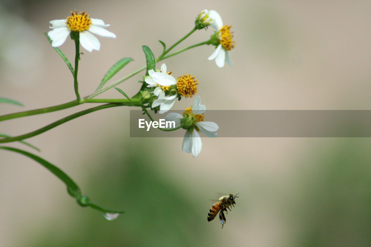 Close-up of bee hovering by white daisies