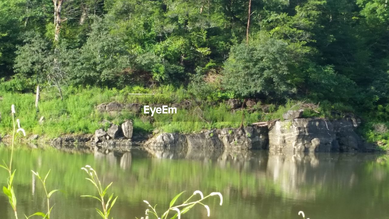 Reflection of trees in water