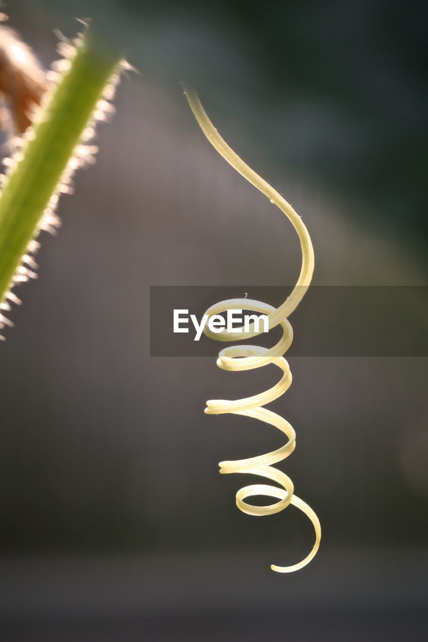 CLOSE-UP OF SPIRAL LIGHT