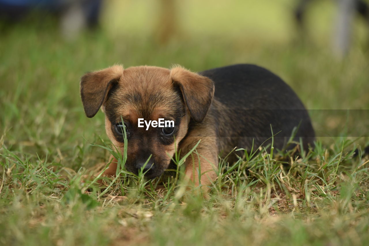 Portrait of puppy on field