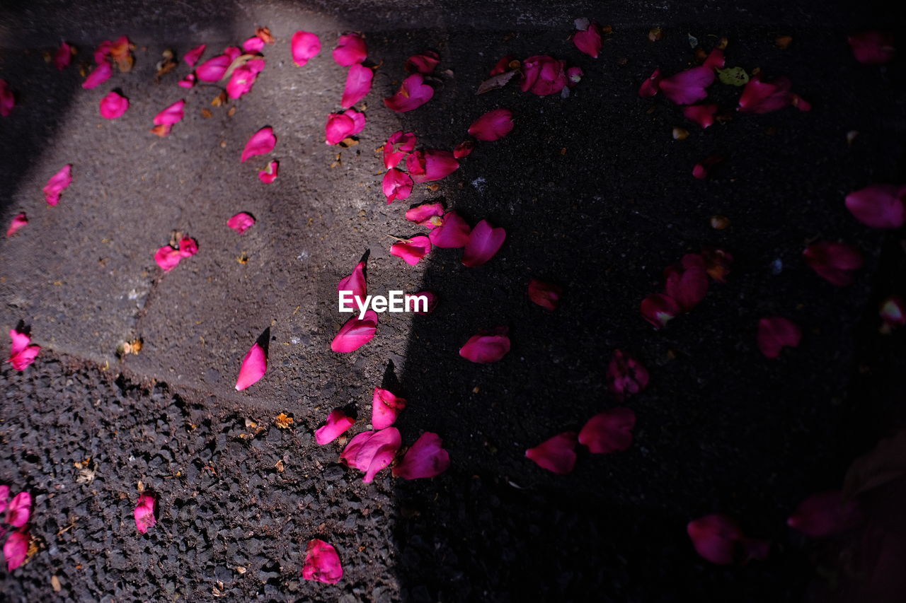 HIGH ANGLE VIEW OF PINK PETALS ON ROCK