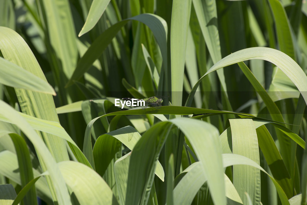 CLOSE-UP OF GRASS