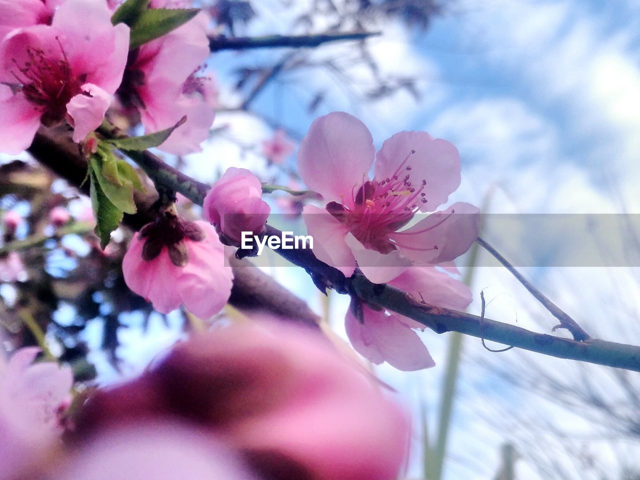 CLOSE-UP OF PINK FLOWERS