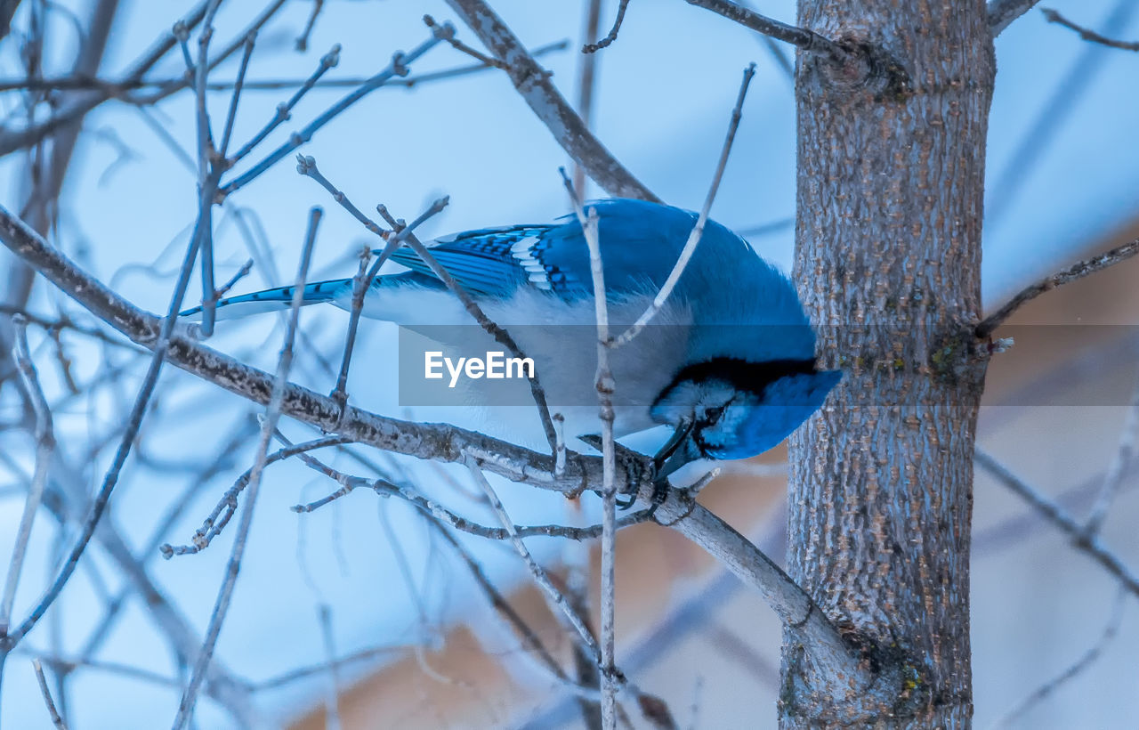 Close-up of bird perching on branch