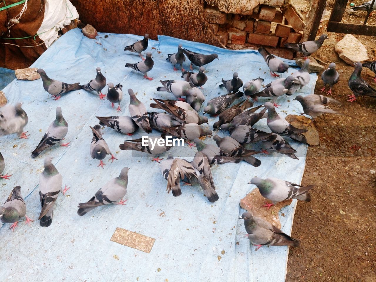 Pigeons eating food on ground