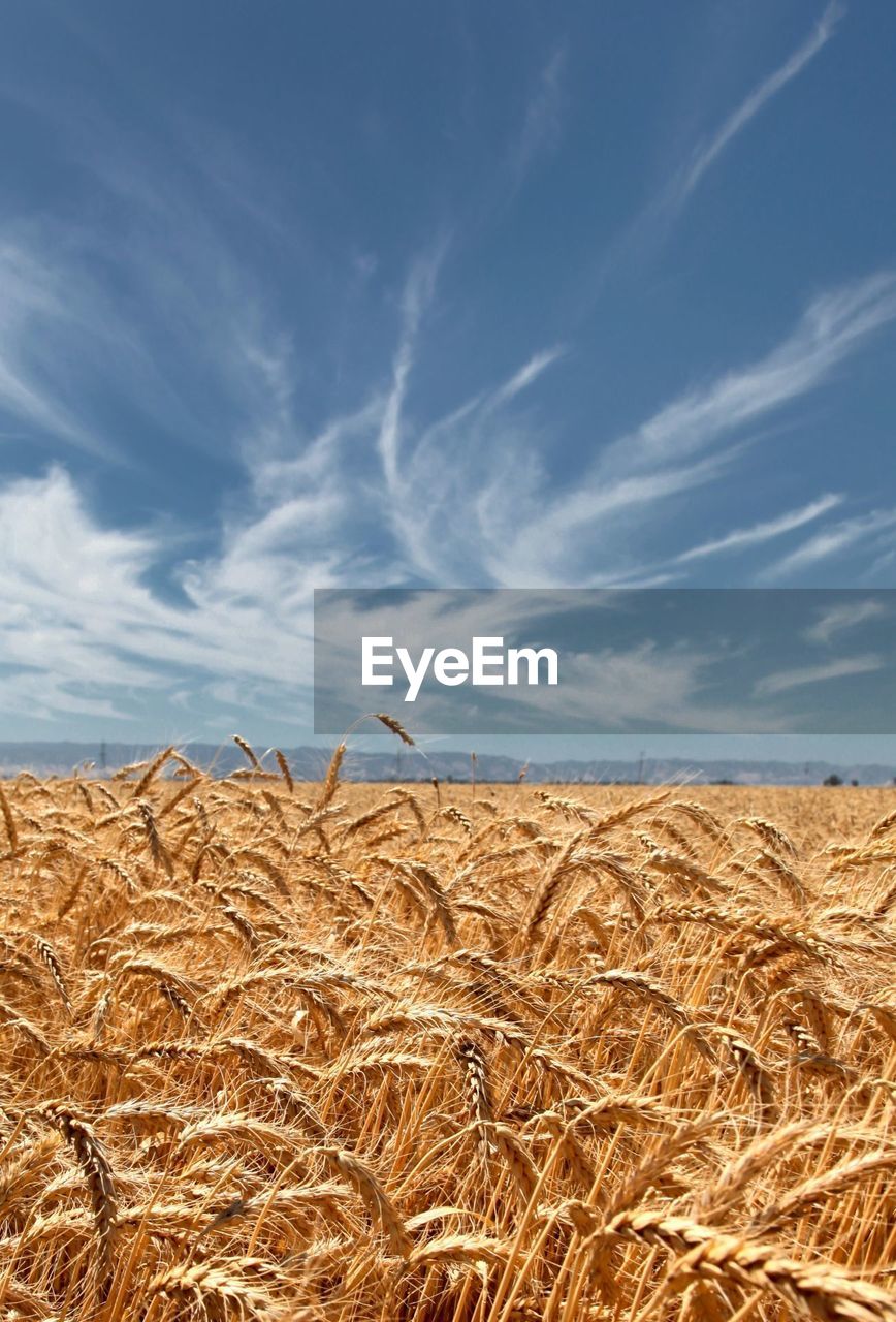 Scenic view of field against cloudy sky