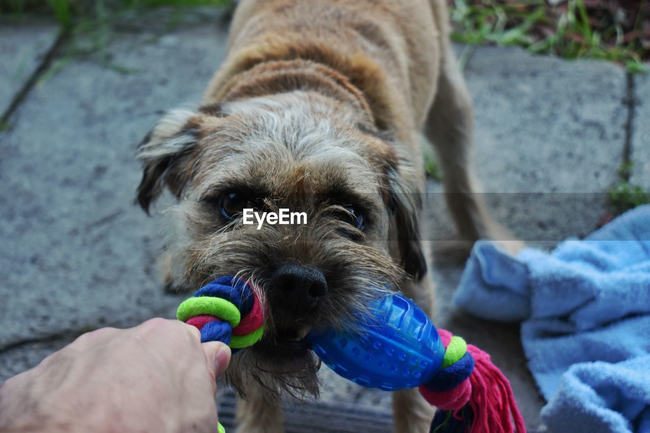 Cropped hand of person pulling toy from dog mouth on sidewalk