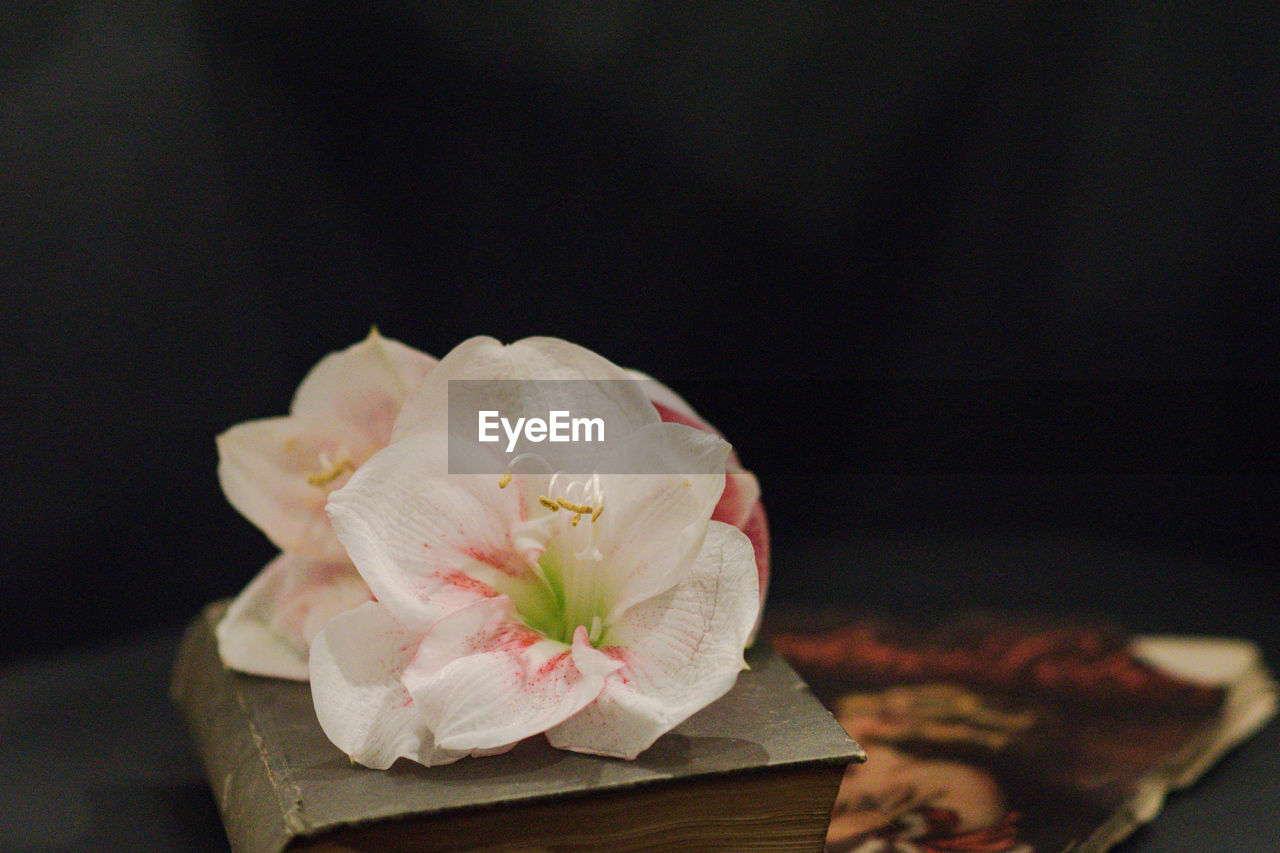 Close-up of pink rose flower on table