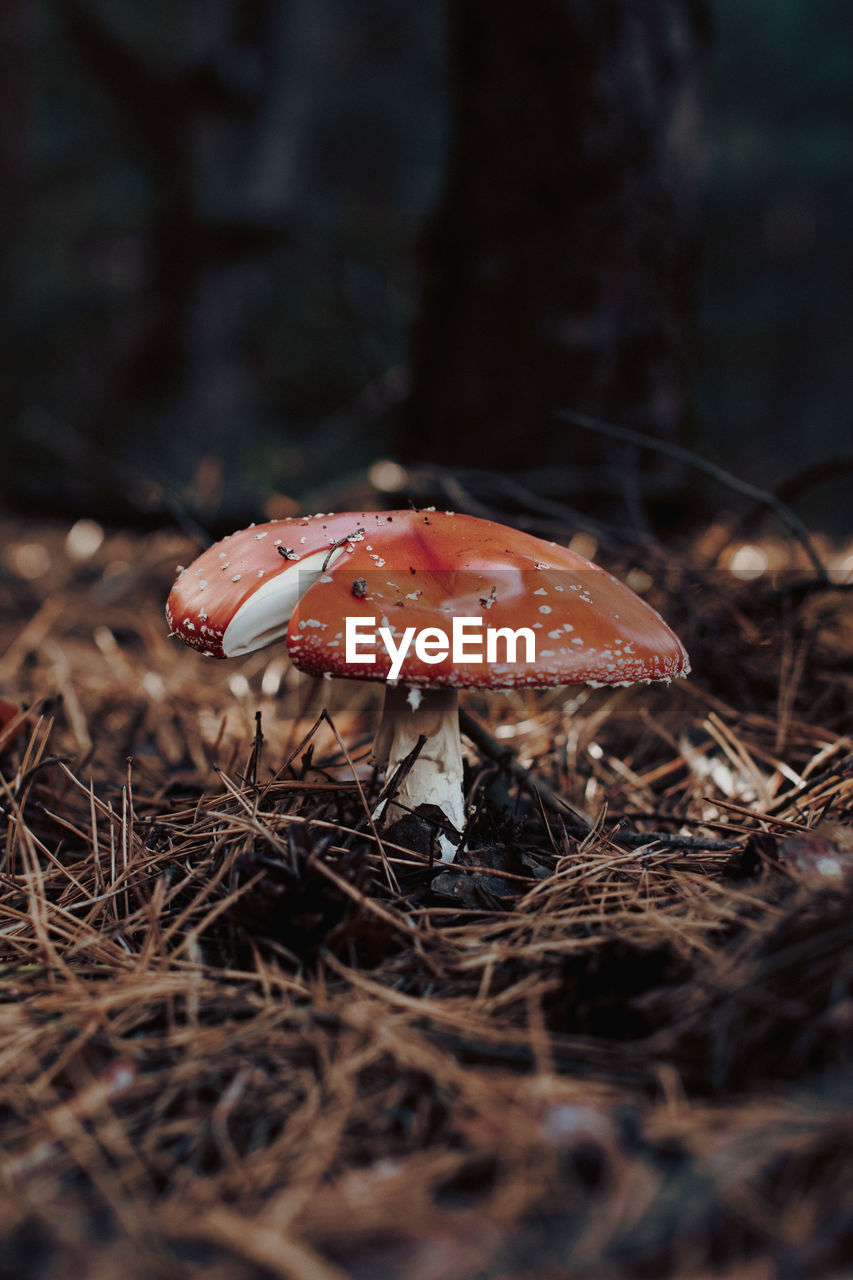 Red toadstool with on a white leg in the forest