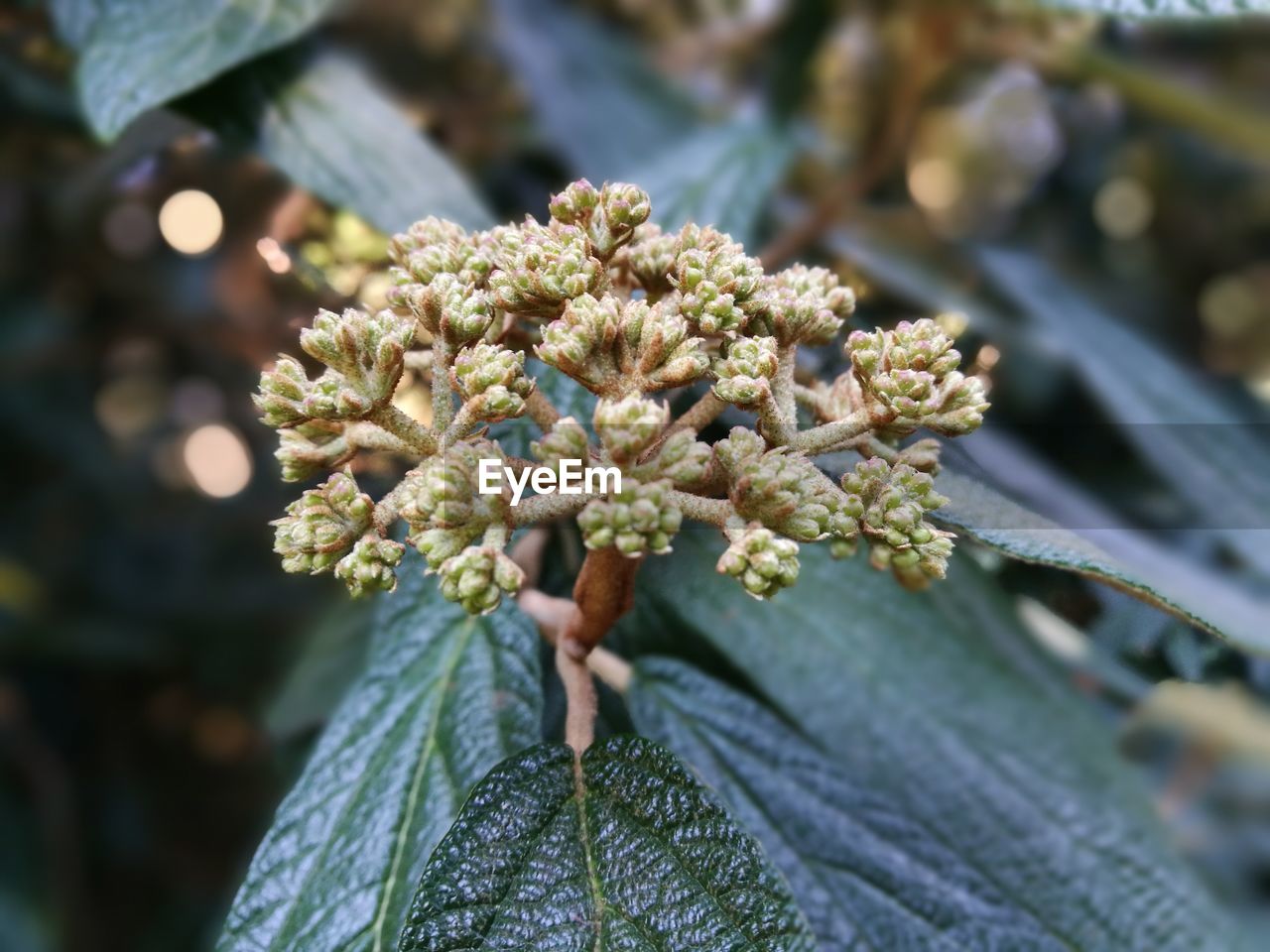 Close-up of plant