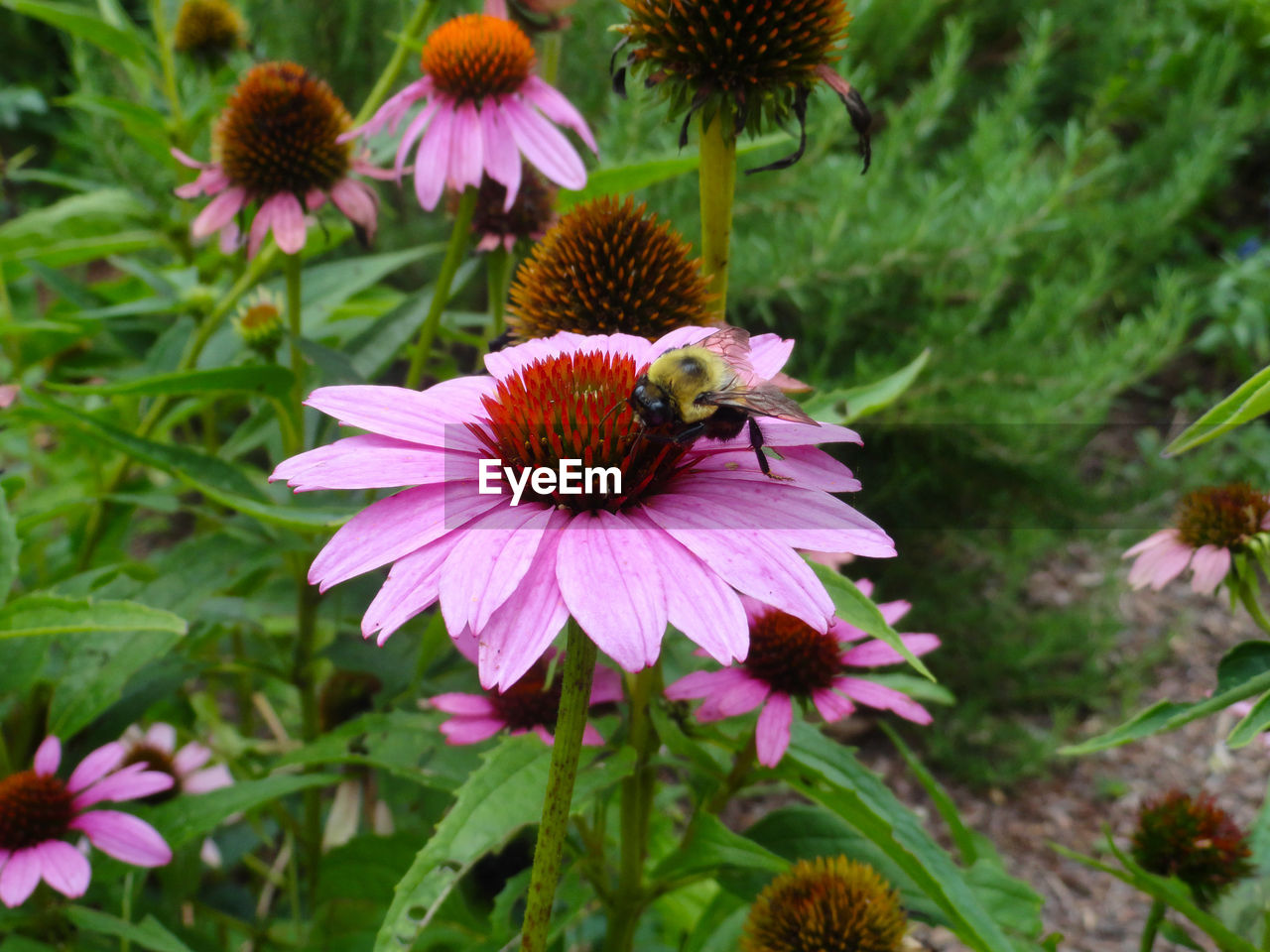 CLOSE-UP OF INSECT ON PURPLE CONEFLOWER