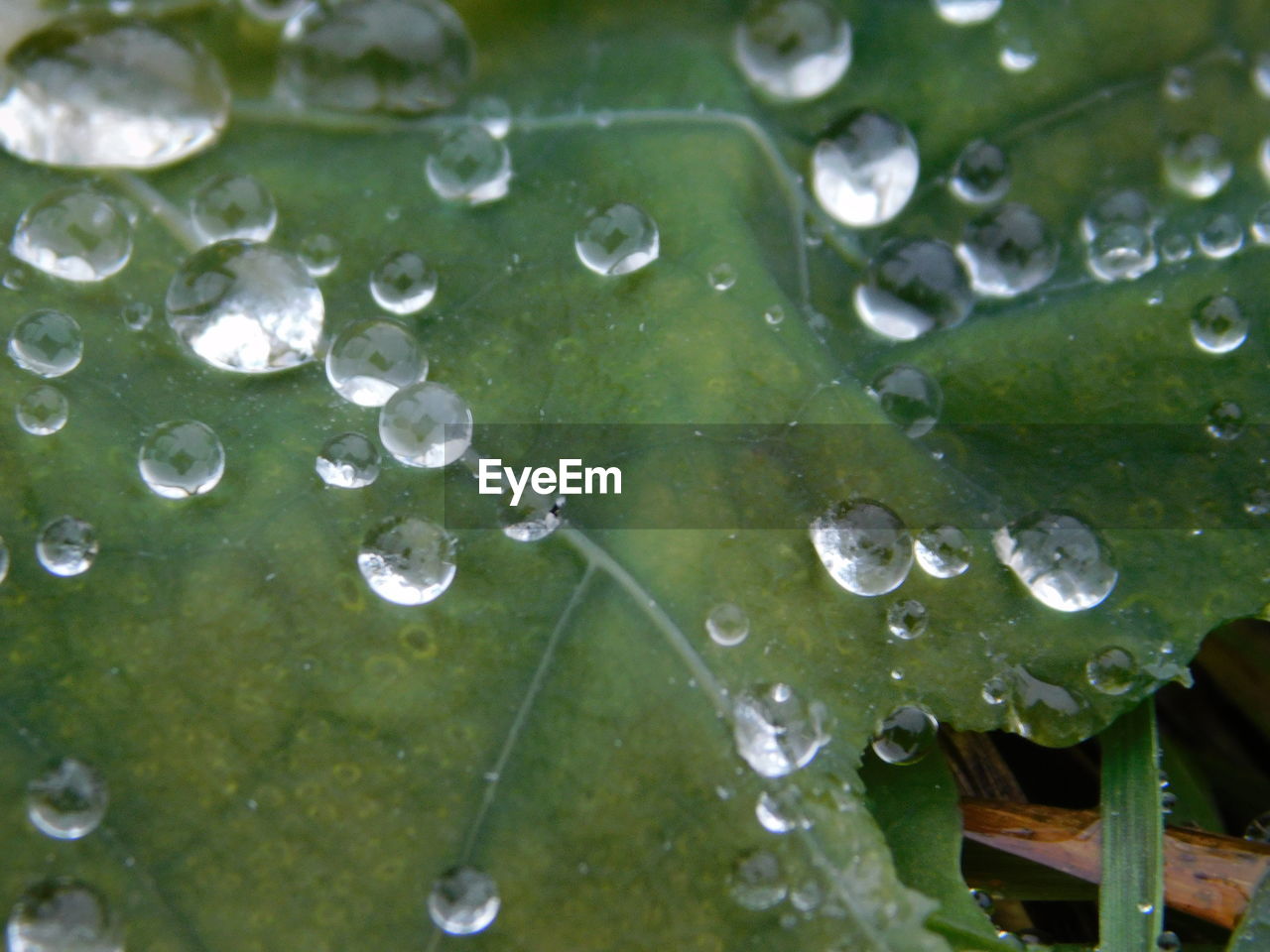 CLOSE-UP OF WATER DROPS ON LEAVES OF RAINDROPS