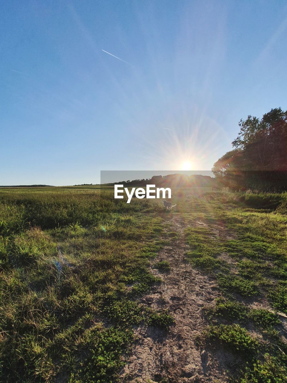 Scenic view of field against bright sun with dog in sunset