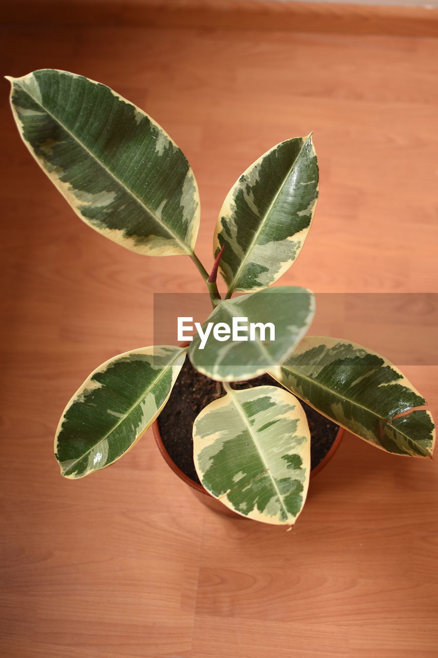 HIGH ANGLE VIEW OF GREEN LEAVES ON PLANT TABLE