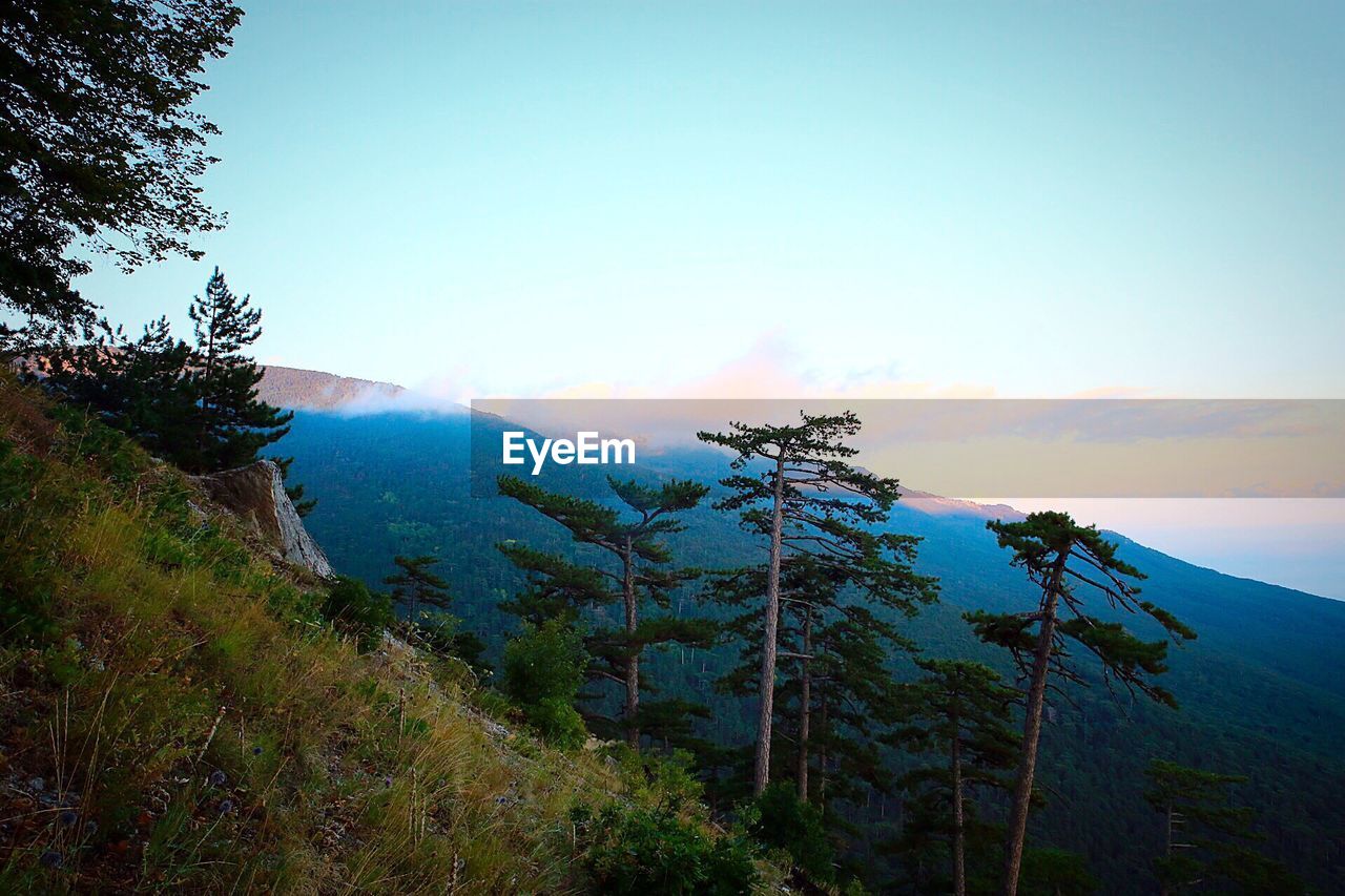 Scenic view of hill and tree against clear sky