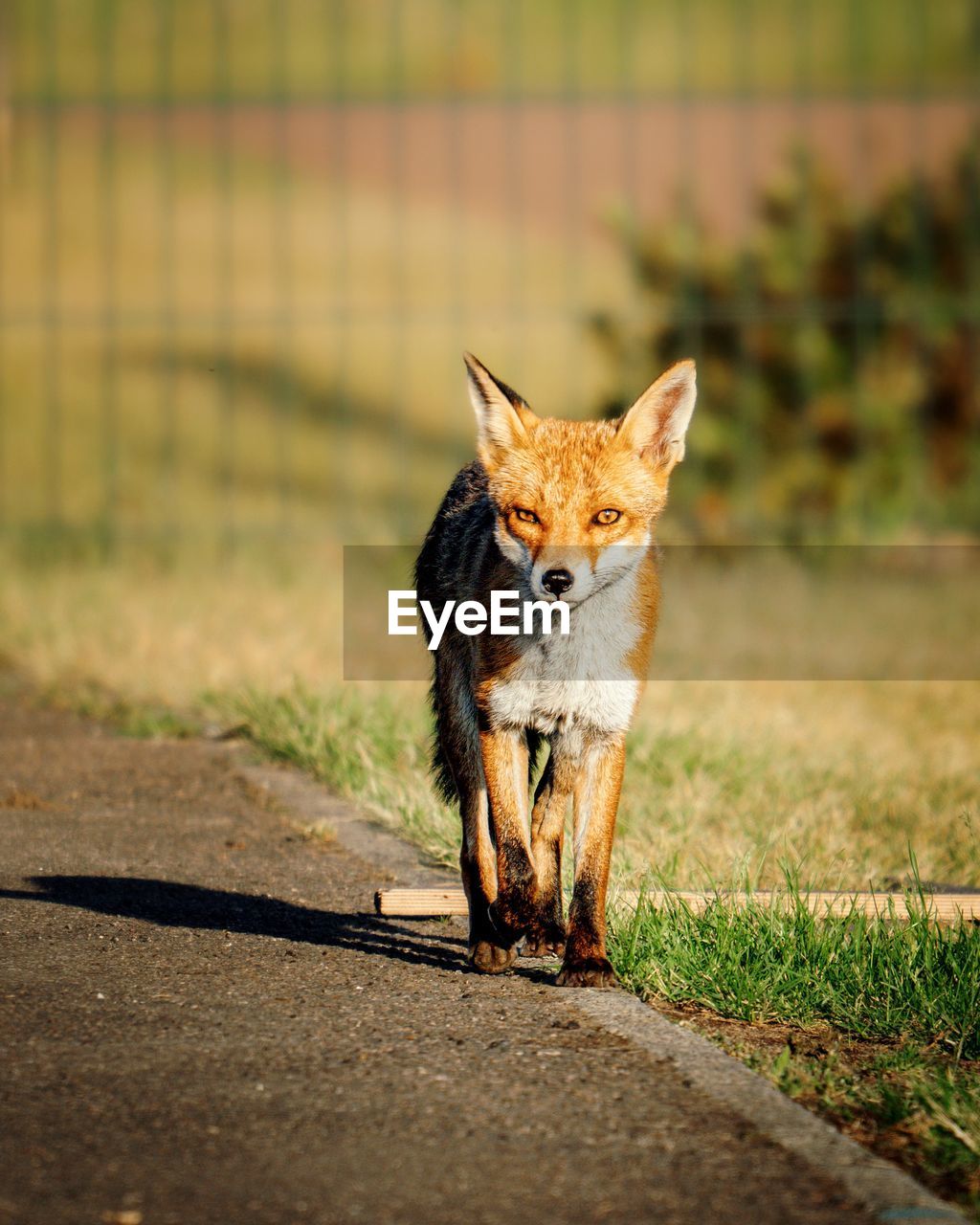 animal, animal themes, one animal, mammal, fox, red fox, portrait, wildlife, animal wildlife, pet, looking at camera, no people, domestic animals, nature, outdoors, full length, grass, carnivore, front view, day, sunlight