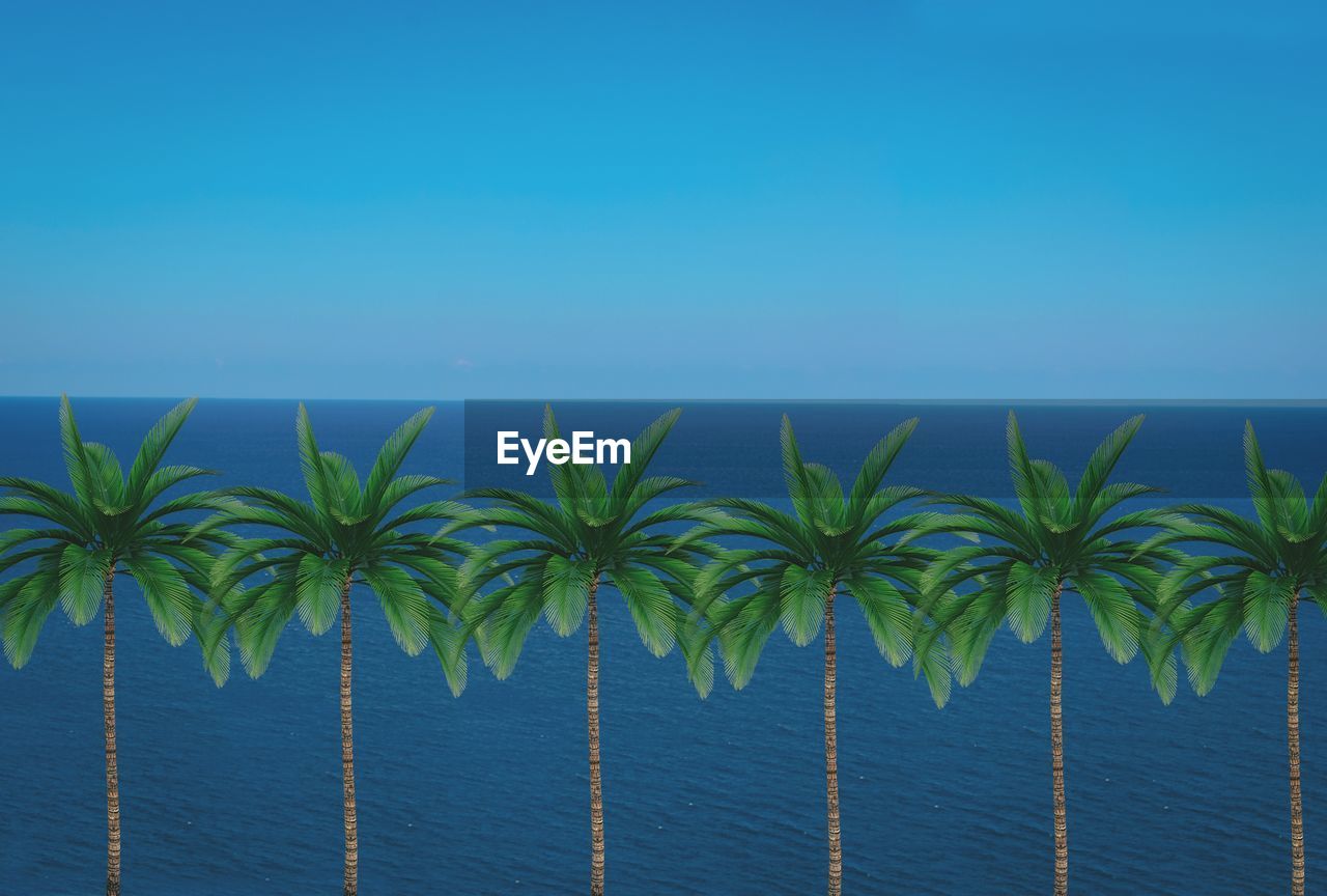 PALM TREES AGAINST BLUE SKY