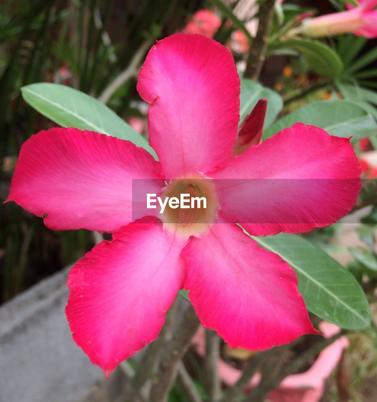 CLOSE-UP OF PINK FLOWER BLOOMING IN PLANT