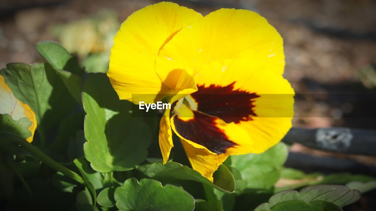 CLOSE-UP OF YELLOW FLOWERING PLANT AT PARK