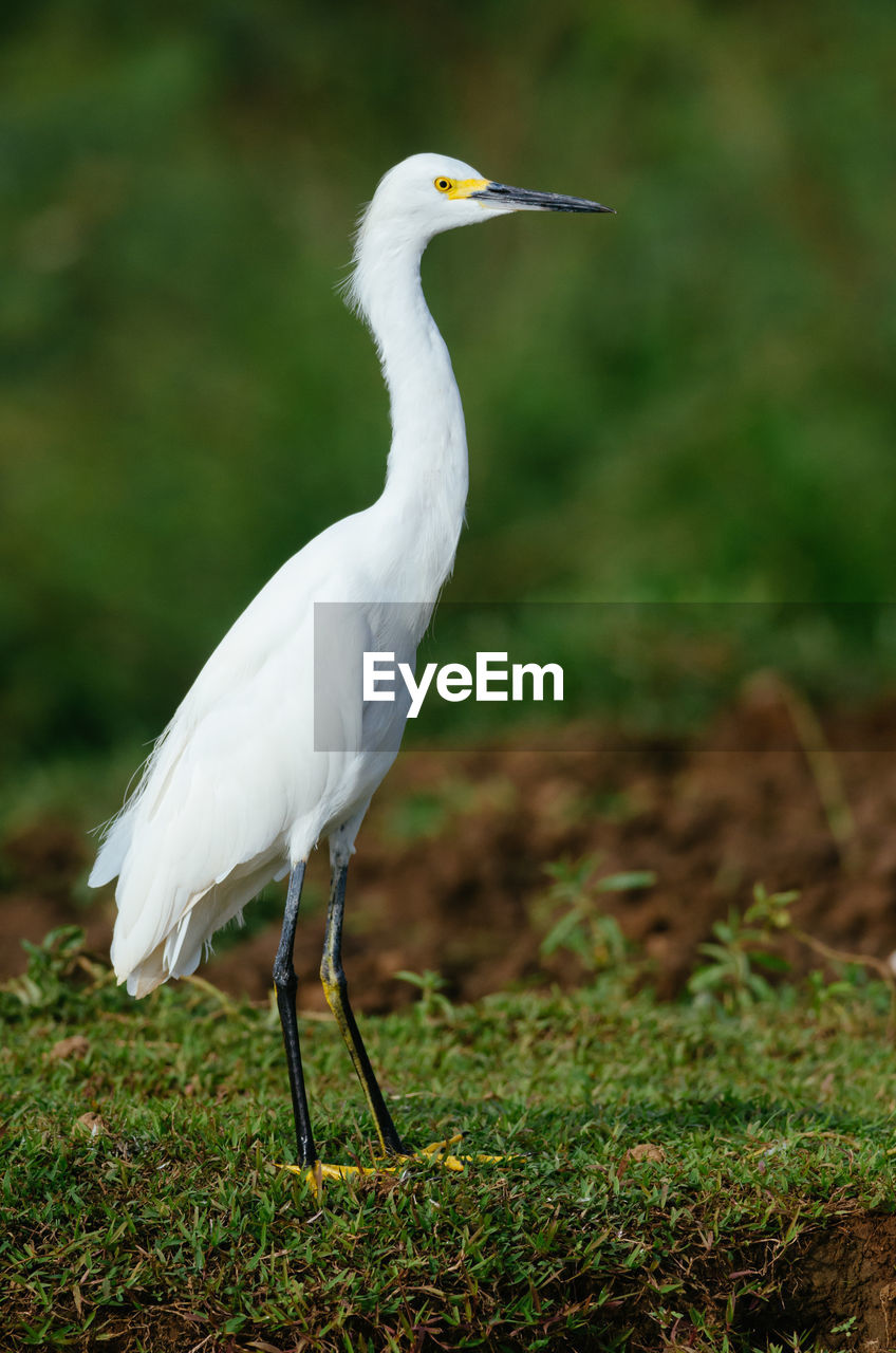 Snowy egret egretta thula in cano negro