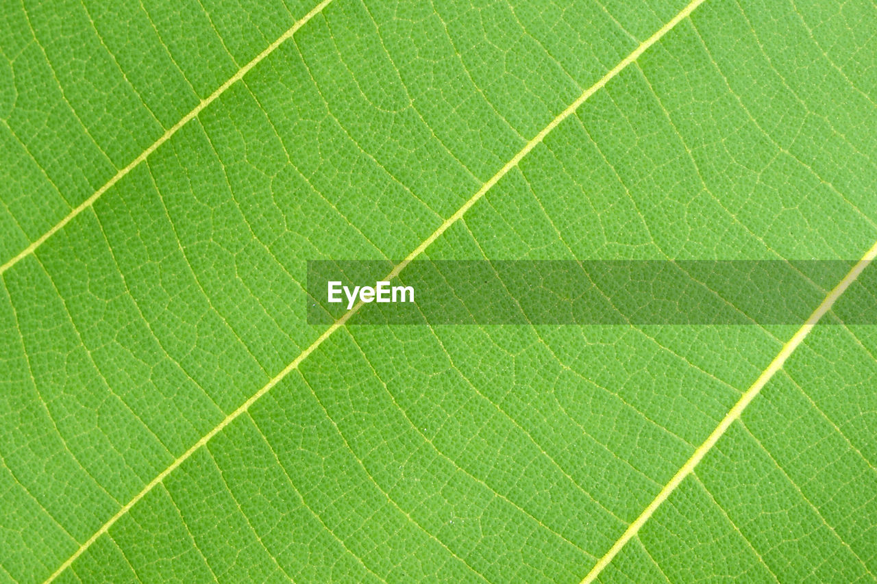 FULL FRAME OF GREEN LEAF