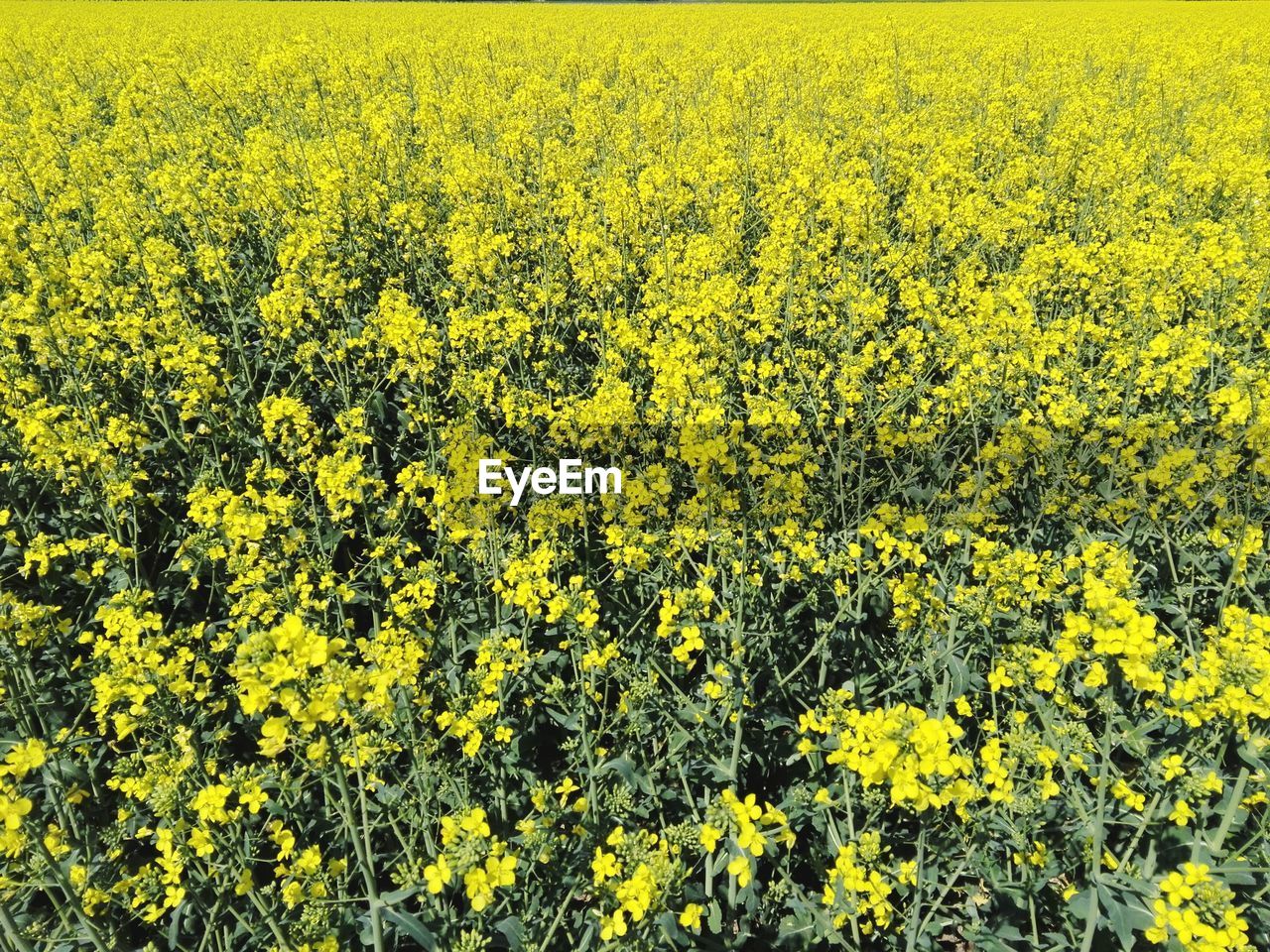 SCENIC VIEW OF YELLOW FLOWERING PLANTS