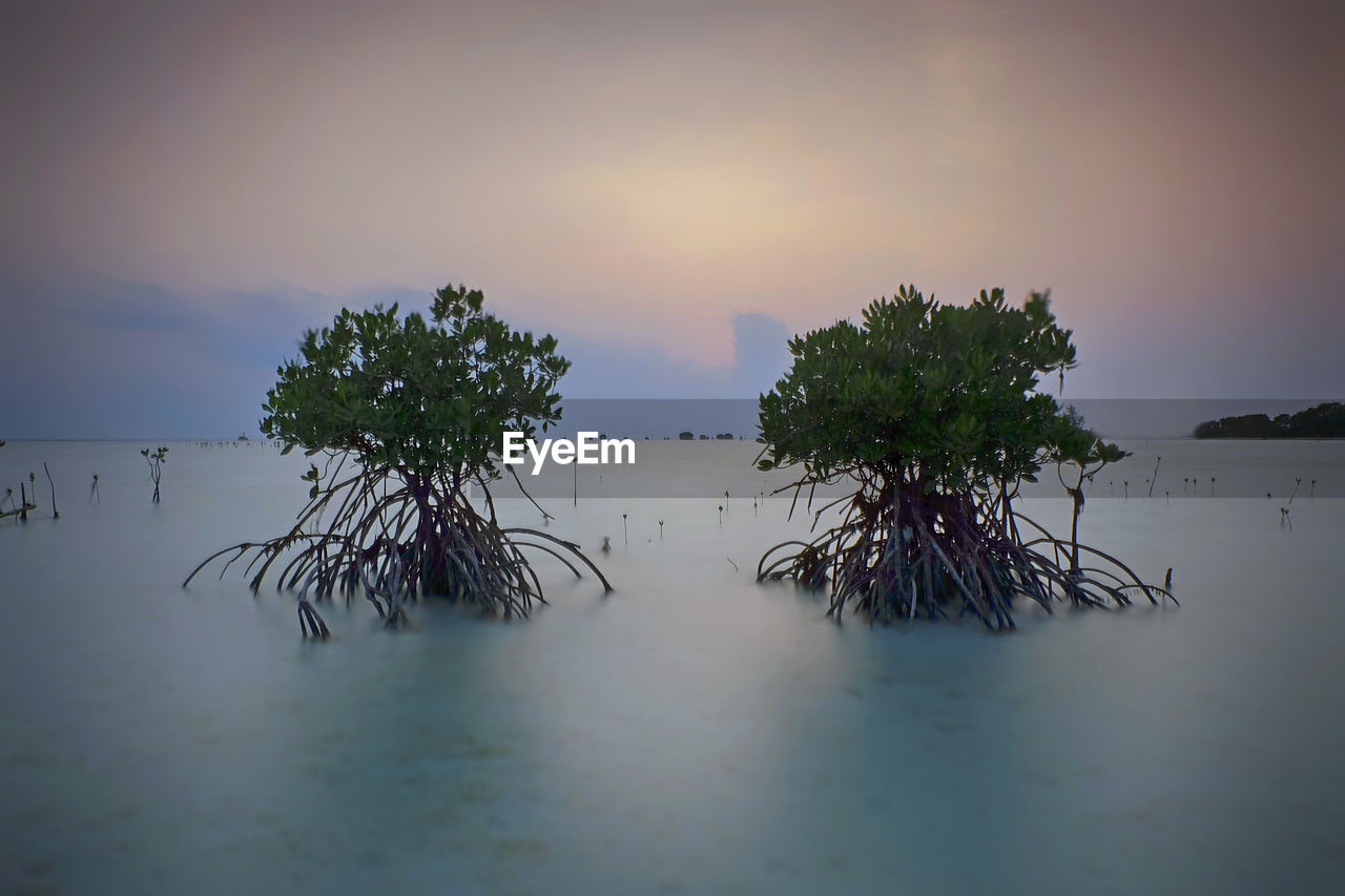 TREES AGAINST SKY DURING SUNSET