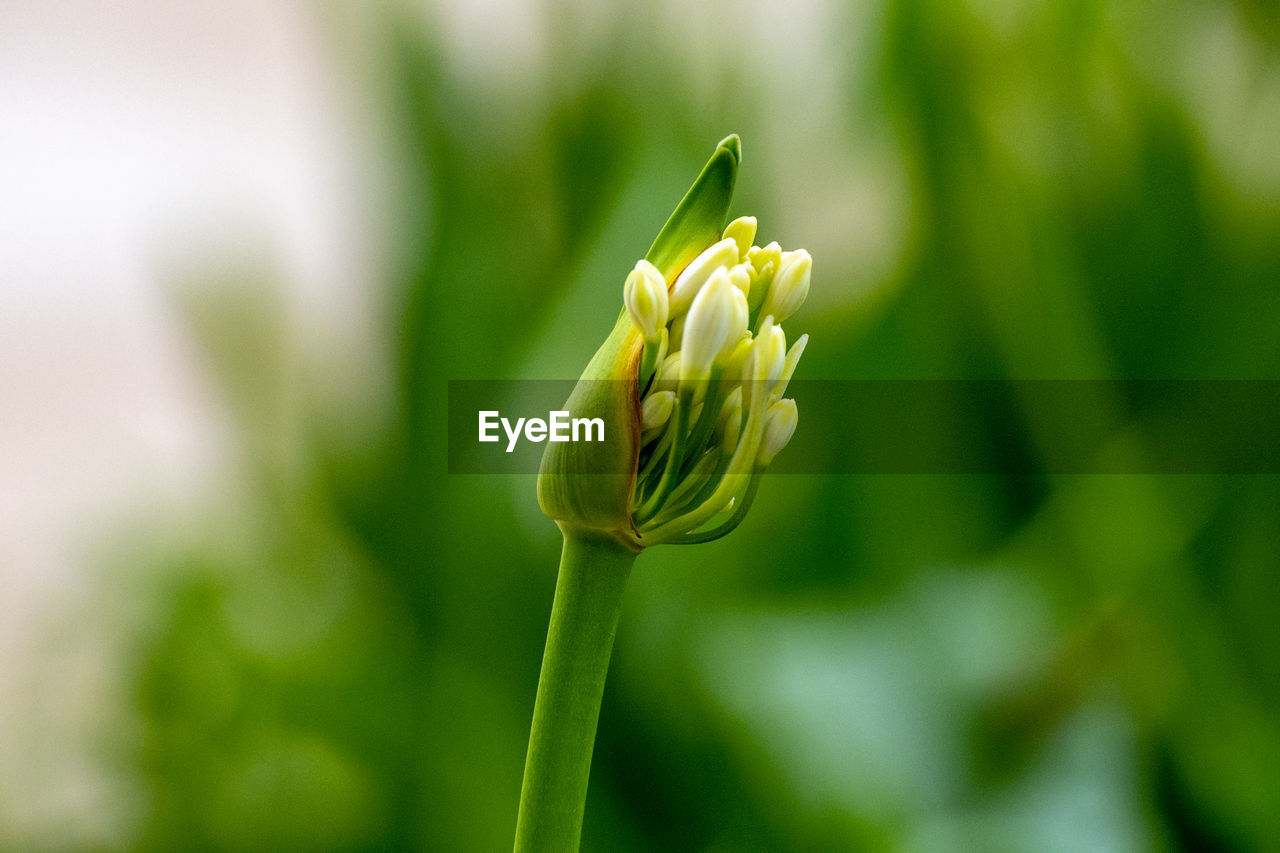 Close-up of flower buds growing on plant