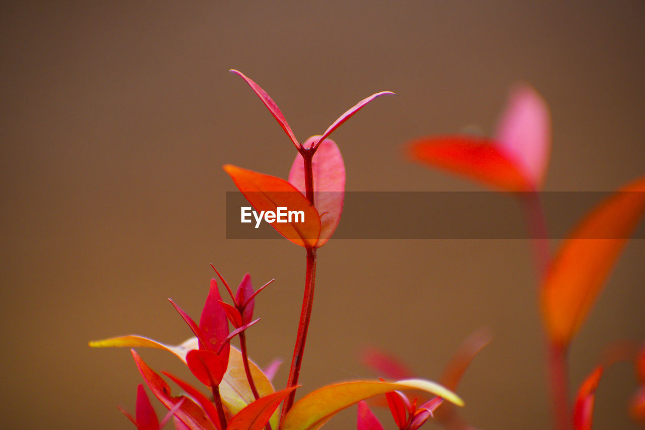 Close-up of red flowers blooming outdoors