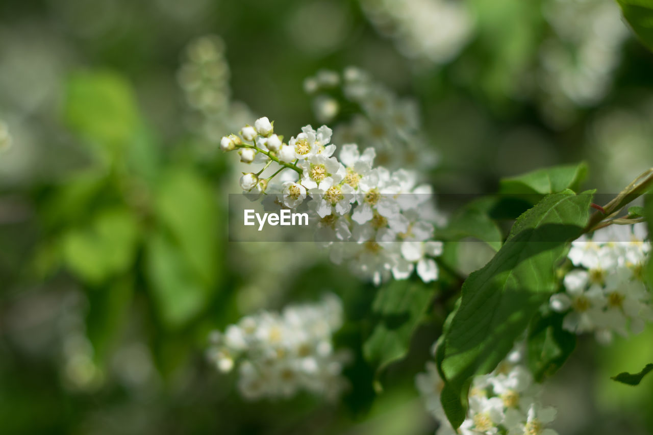 WHITE FLOWERS BLOOMING OUTDOORS