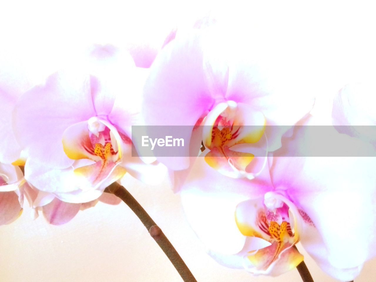 CLOSE-UP OF PINK ORCHIDS