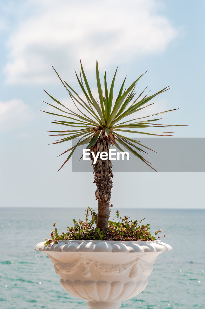 CLOSE-UP OF POTTED PLANT AGAINST SEA