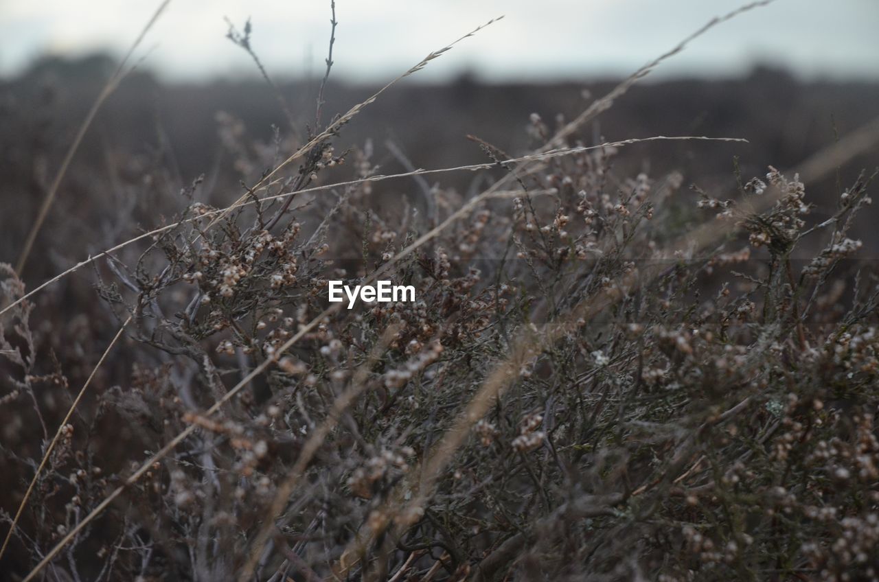 CLOSE-UP OF DRIED PLANT ON SNOW FIELD