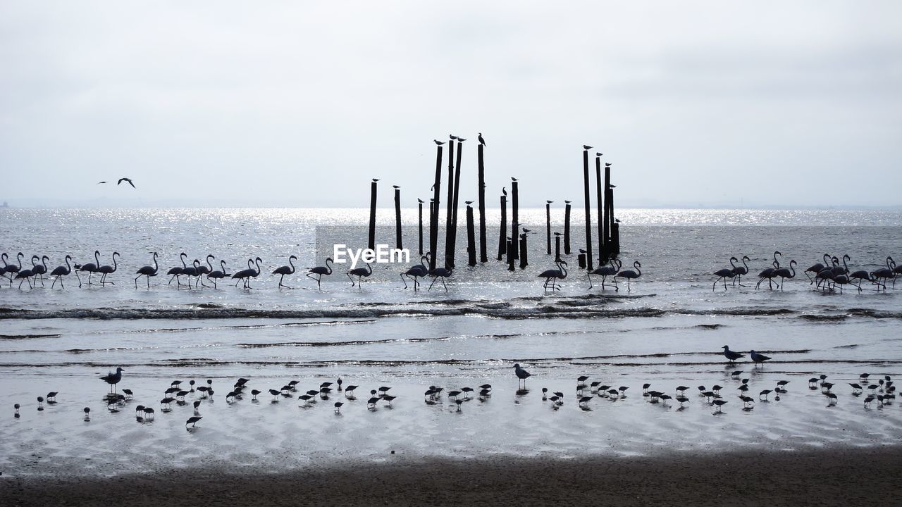 Flock of birds on shore against sky