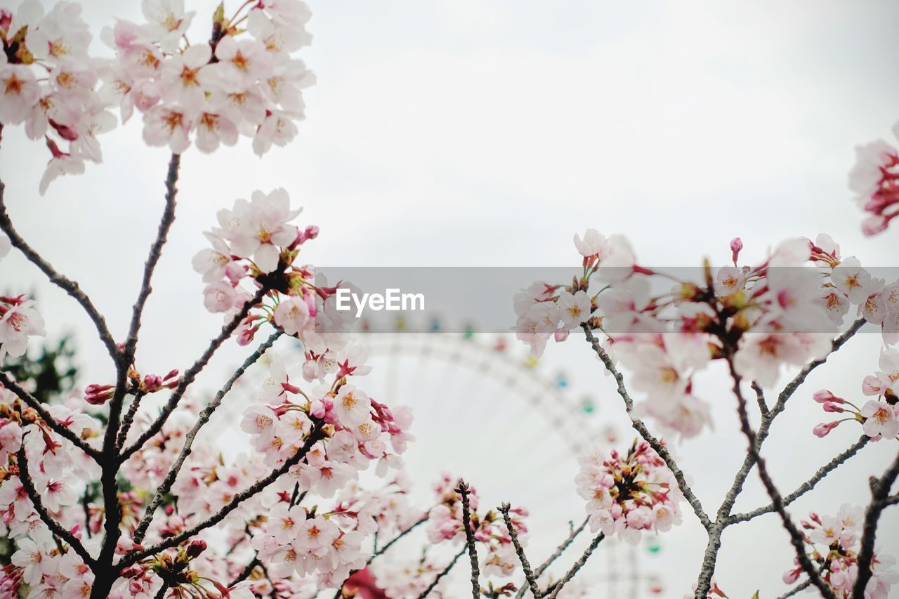 LOW ANGLE VIEW OF PINK FLOWERS BLOOMING ON TREE