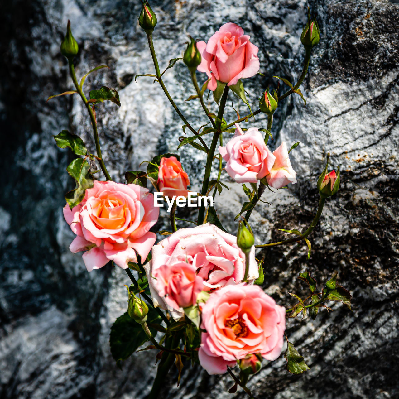 HIGH ANGLE VIEW OF ROSE BOUQUET ON PLANT