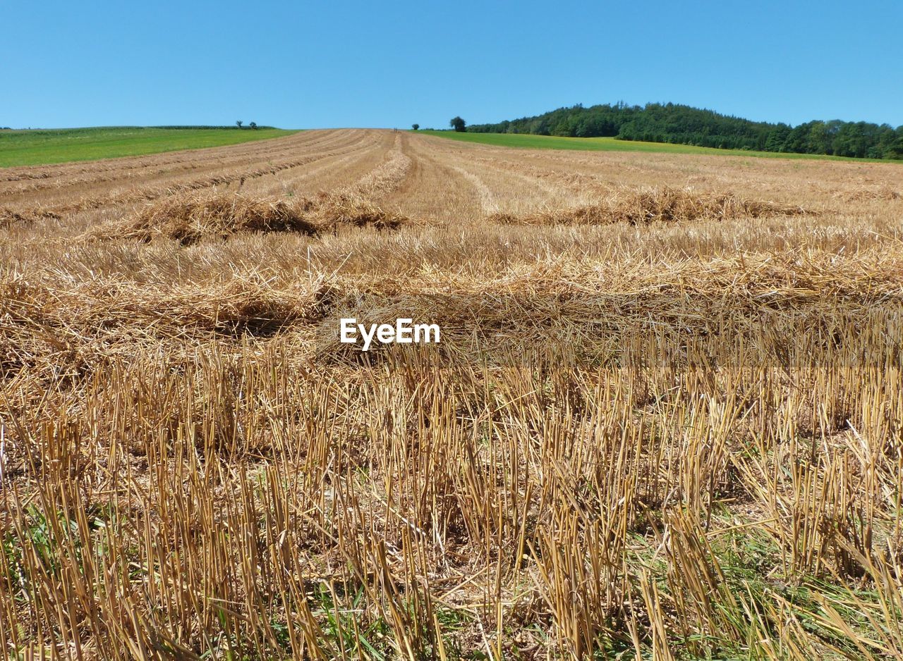 Scenic view of field against clear sky