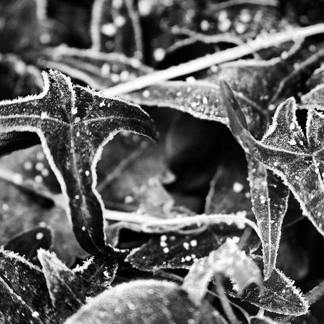 CLOSE-UP OF PLANT LEAVES