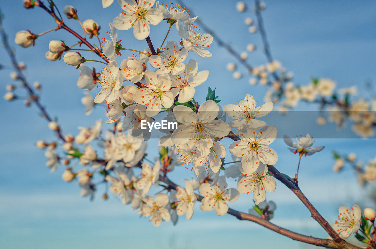 plant, flower, flowering plant, blossom, tree, beauty in nature, fragility, freshness, nature, springtime, growth, branch, sky, spring, blue, no people, close-up, cherry blossom, focus on foreground, day, outdoors, produce, food and drink, botany, fruit, almond tree, twig, inflorescence, clear sky, flower head, fruit tree, food, tranquility, macro photography, pink, sunlight, white, selective focus, low angle view, agriculture, cherry tree, petal