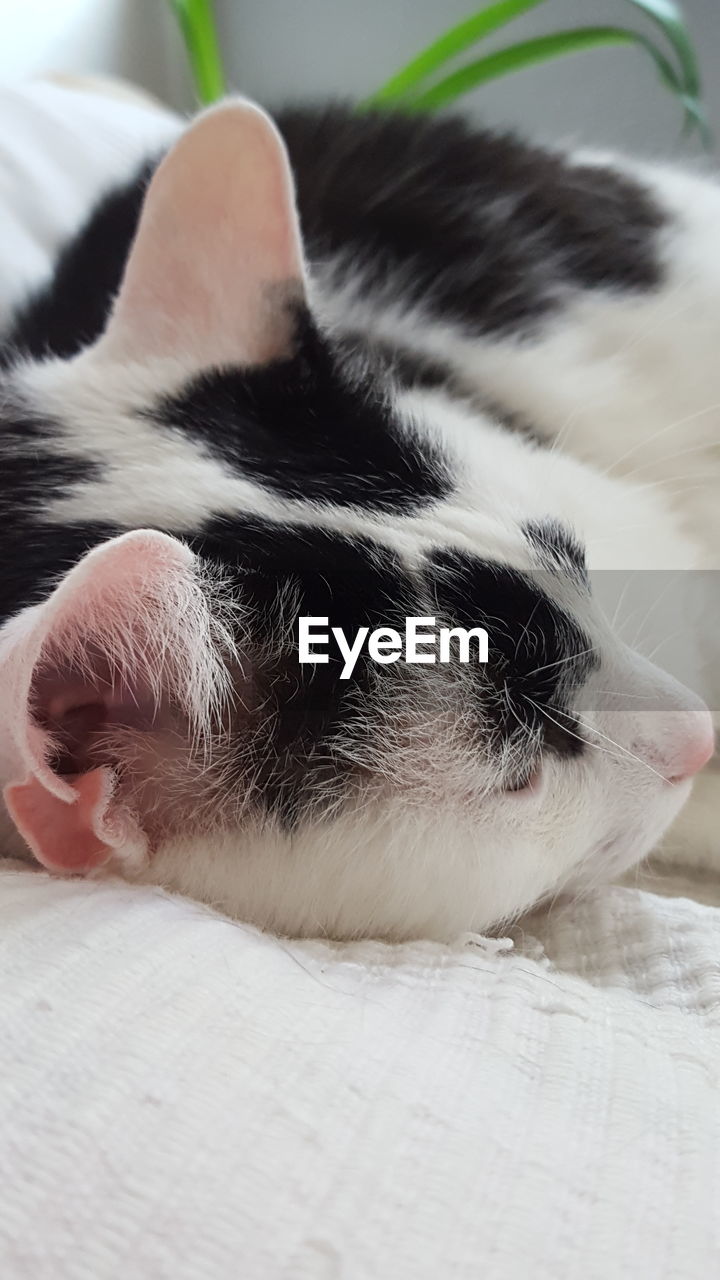 Close-up of cat relaxing on bed