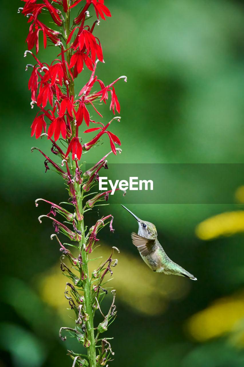 Ruby-throated hummingbird rchilochus colubris feeding on a cardinal flower lobelia cardinalis.