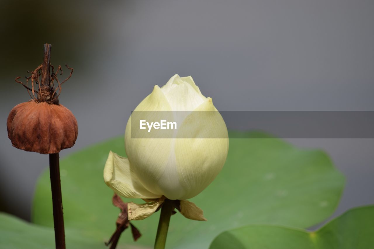 CLOSE-UP OF LOTUS BUD