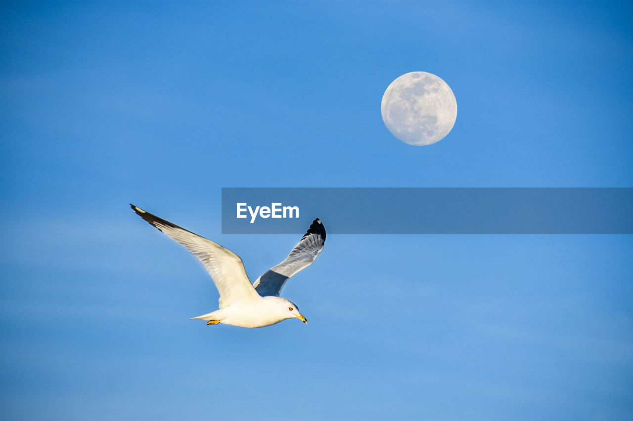 LOW ANGLE VIEW OF SEAGULLS FLYING IN SKY